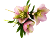 Niema's Clipart Collection