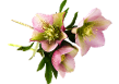 Niema's Clipart Collection