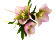 Niema's Clipart Collection
