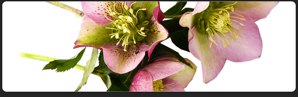 Niema's Clipart Collection