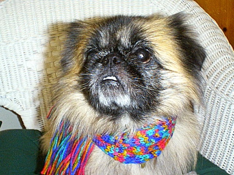 Niema's Pet Pekingese